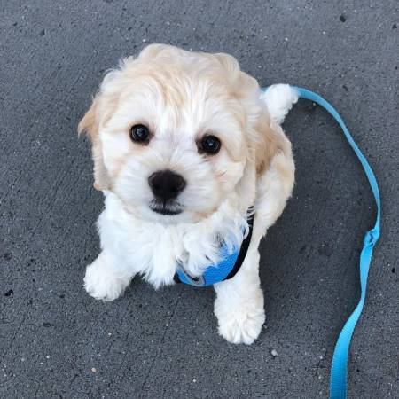 Danielle Baum and her spouse, Jeff Rossen welcomes a new member, Nugget