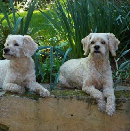 Ashley Judd's pet dogs, Shug and Buttermilk