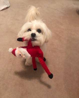 Jonathan Steinberg and his wife owns a Maltipoo breed dog, Dusty