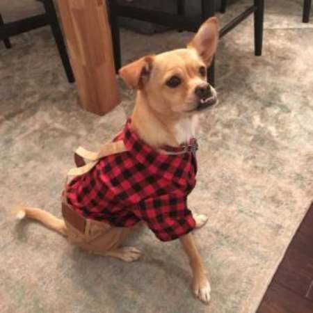 Dustin Milligan's pet dog, Darry is a Chihuahua breed