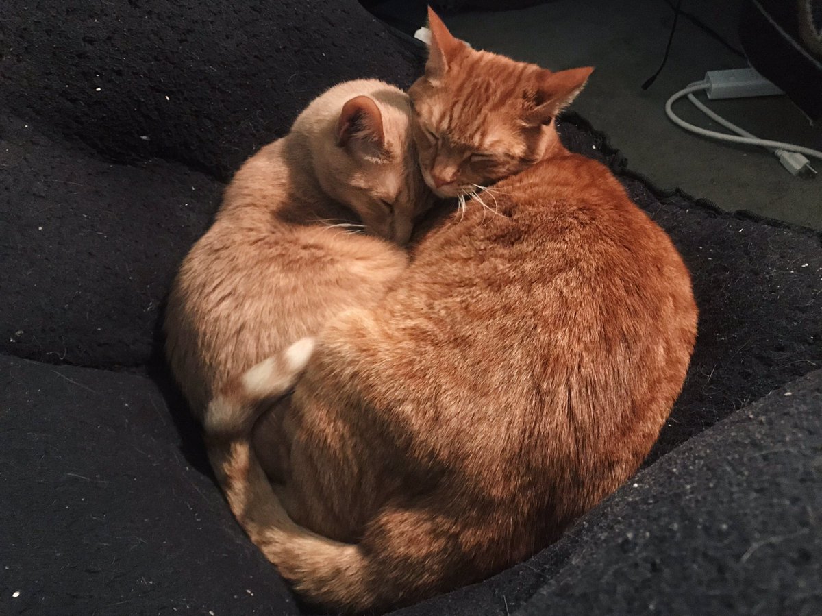 Image of Celestia Vega animal pet. She is an animal lover and possess cats.