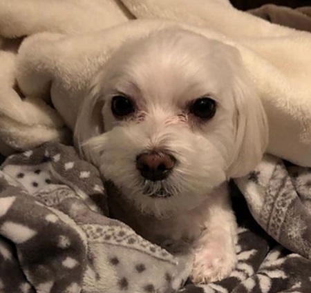  Ernestine Sclafani Bayless & Skip Bayless' pet dog, 'Hazel'