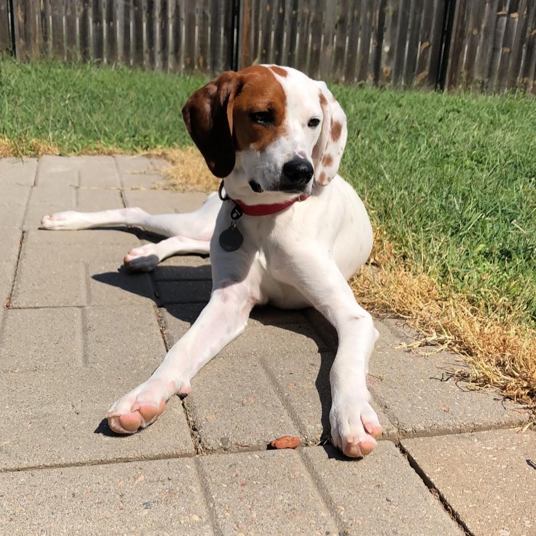 Photo of Kayla Wade's dog. 