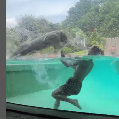 The tiger is jumping towards him in the picture.