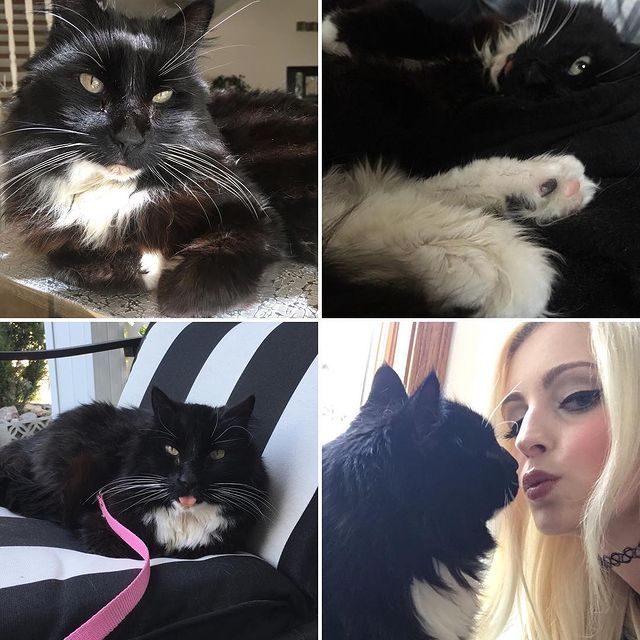  Photo of Michelle Molineux in dark grey hair kissing her cat