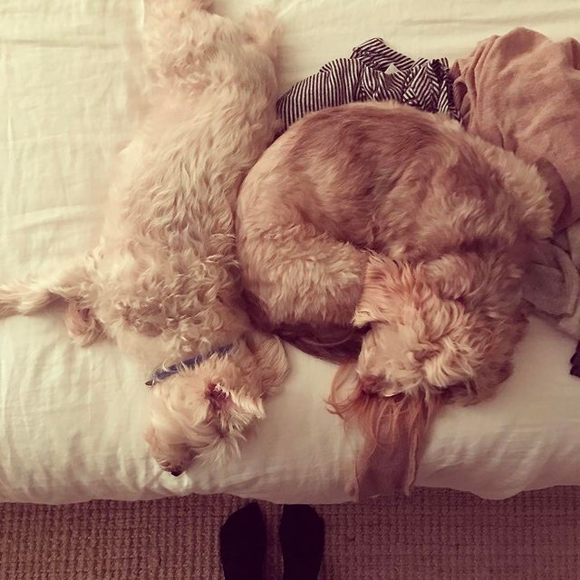 Picture of Michaela McManus's pet Sully and Scout