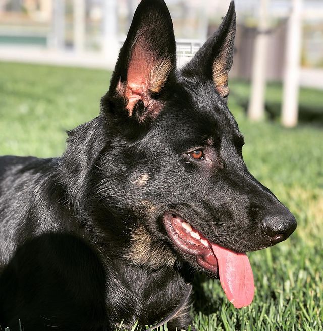 Picture of Nicole Zaloumis's pet Brady which is black in color