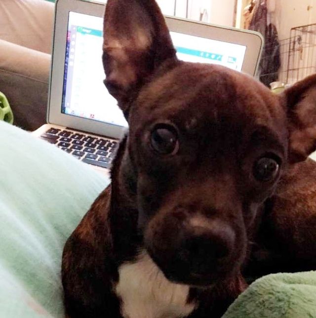 Picture of Oona Laurence's pet Bailey