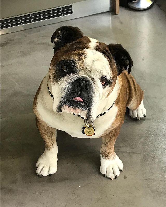 Picture of Yannick Bisson's pet Duke.