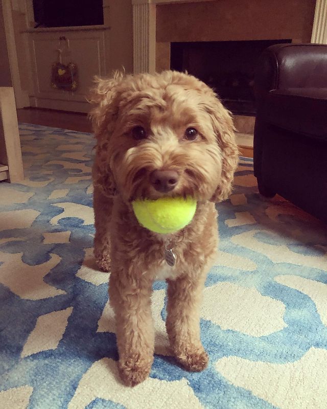 Picture of Jen Carfagno's pet CeCe.