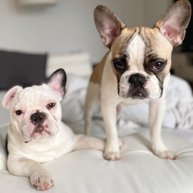 Picture of Jocko Slim's pets Manu and Ginobili