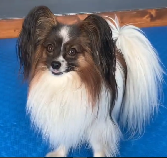 Picture of Alexander Dreymon's pet 