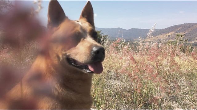 Picture of Manuel Garcia-Rulfo's dog in a open environment.