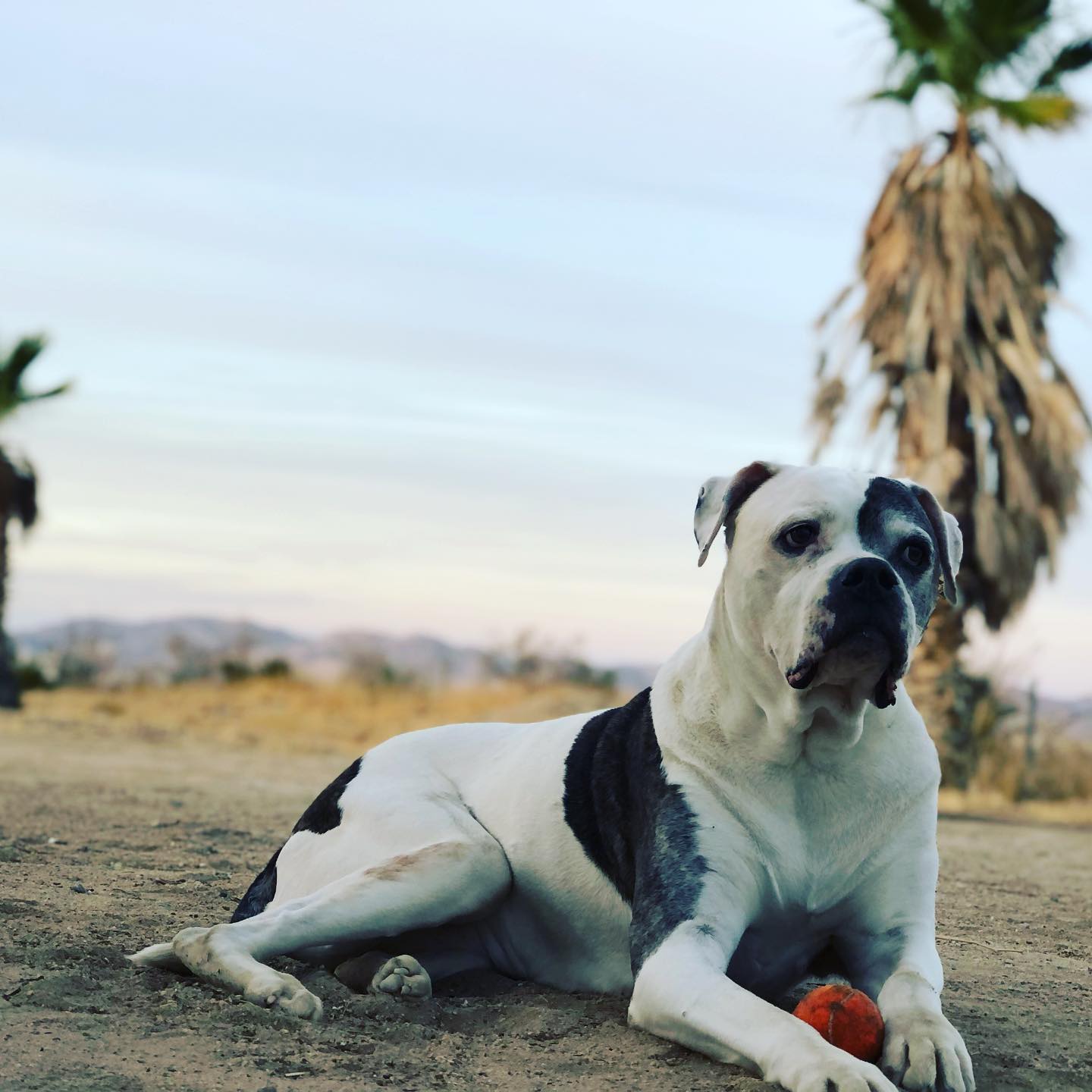 Picture of Zachary Knighton's late pet Jetson 